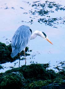 Heron