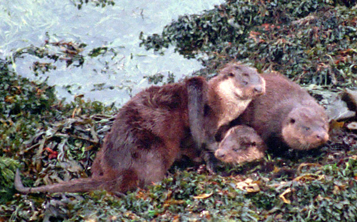 Otters