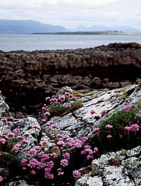 On the shore at Broadford by Gill Terry